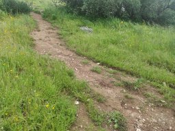 Flora del Cerro Masatrigo